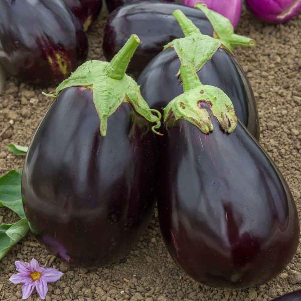 Potagères - Aubergine Bonica HF1 - Graines d'Exception - face recto